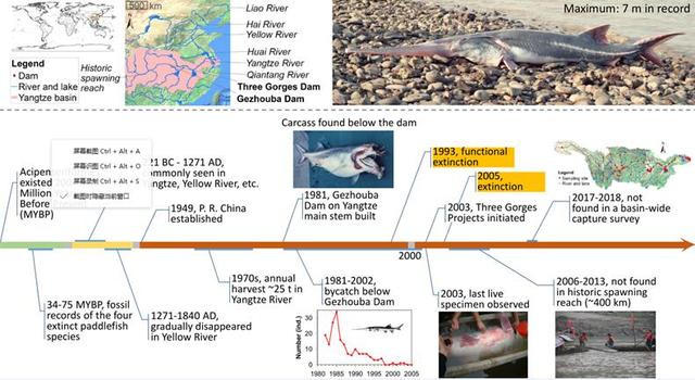 长江白鲟已灭绝