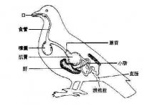 鸟类的消化系统特点，鸟屎掉头上有什么预兆