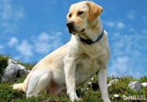 鸟基地博客为你揭秘导盲犬为什么要用拉布拉多
