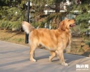 金毛寻回犬能当导盲犬吗，适合做导盲犬的三种