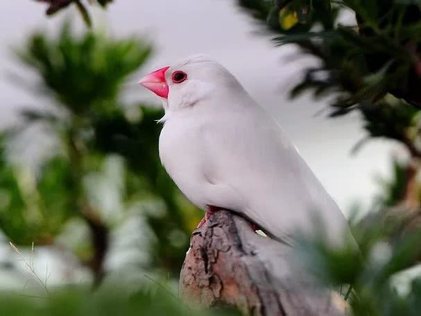 白色的爪哇禾雀