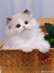 布偶猫的起源,布偶猫的祖先是什么
