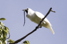 被科学家评为鸟类中的打桩机,全世界最吵的鸟