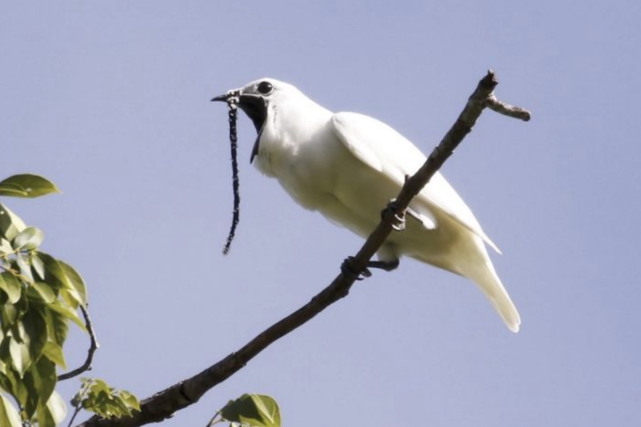 白钟伞鸟