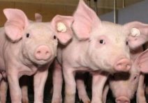 养猪的8项补贴政策,养猪国家有什么补