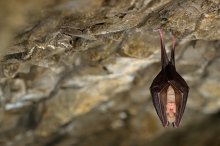 武汉新型冠状病毒是什么引起的：蝙蝠引起冠状病毒