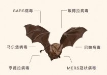蝙蝠可能传染的疾病,蝙蝠会传播什么疾病