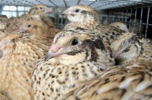 特种养殖什么销路最好，六种珍禽养殖投资前景可观