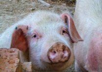 2020年国家对养猪的政策：国家对养猪