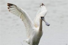 二级保护动物黑脸琵鹭被发现在广东阳江海陵大堤湿地