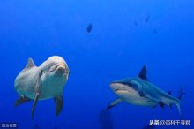 鲨鱼为什么不吃海豚？别再让谣言欺骗你了！