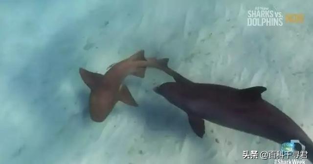 “鲨鱼不吃海豚”这样明显的谣言为何能甚嚣尘上？因为现实太残酷