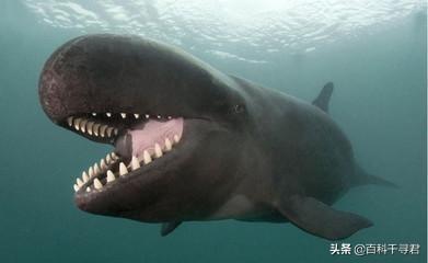 “鲨鱼不吃海豚”这样明显的谣言为何能甚嚣尘上？因为现实太残酷