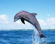 海豚为什么亲近人类？海豚为什么会爱上人类？