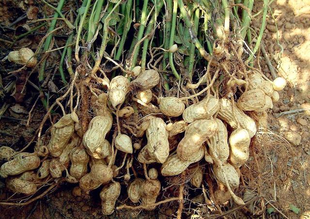 高产花生种植技术如何种花生高产