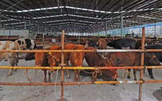 牛市怪象：犊牛供不应求价格高涨，肉牛成交量低迷，养牛户被压价