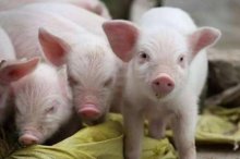 生猪市场呈现大稳小调格局，生猪出栏均价至36.61元/公斤