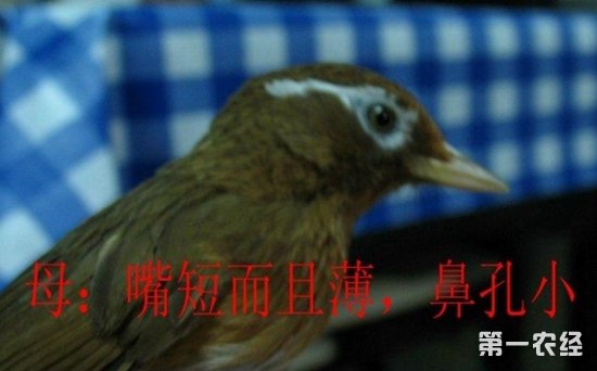 也就是说,雌画眉的鼻孔,要圆一些;雄画眉的鼻孔,要长一些.