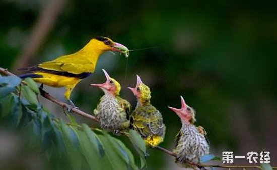 黄鹂保护等级黄鹂鸟图片区分公母小鸟对比