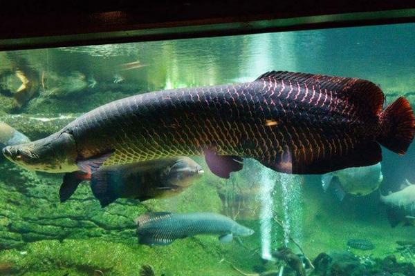 巨骨舌鱼养殖方法巨骨舌鱼生活习性和繁殖习性