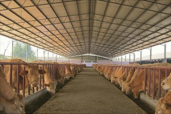 50头牛养牛场建设规划设计50头牛养牛场建设图片
