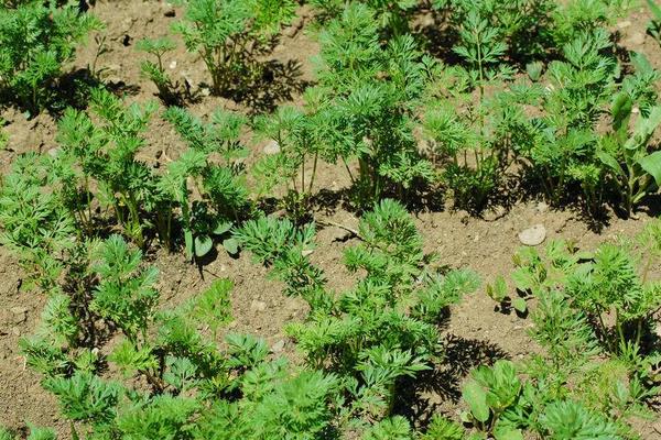 胡萝卜怎么种植方法种植胡萝卜的方法