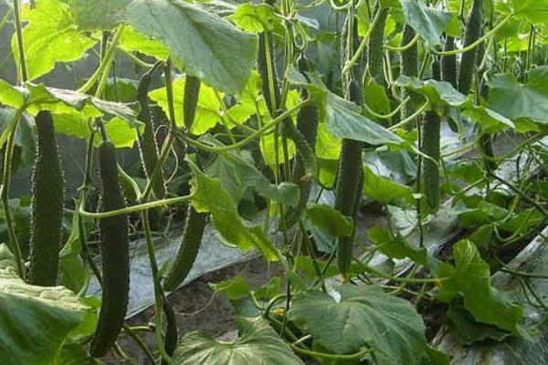黄瓜的种植方法和时间黄瓜几月份播种最适合有哪些病虫害