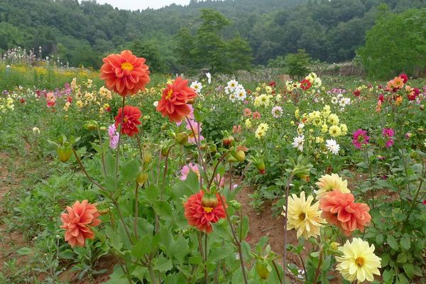 关于大丽花种植问题大丽花怎么种种植方法与注意事项