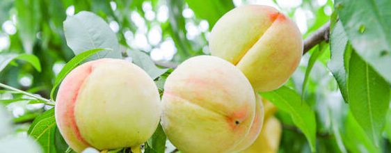 几月份的水蜜桃最好吃？奉化水蜜桃上市时间？