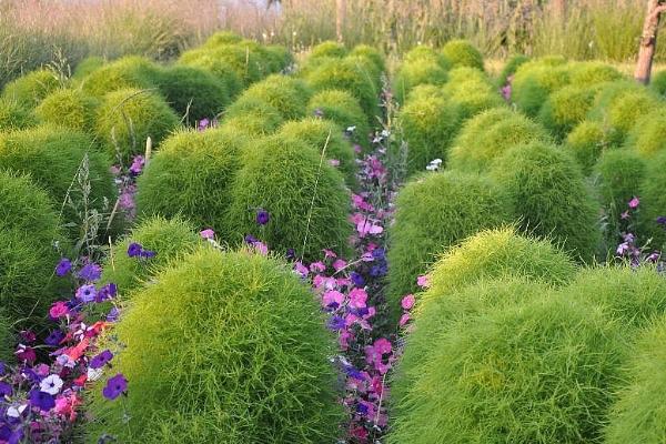 地肤种植问题地肤怎么种地肤种植方法与注意事项