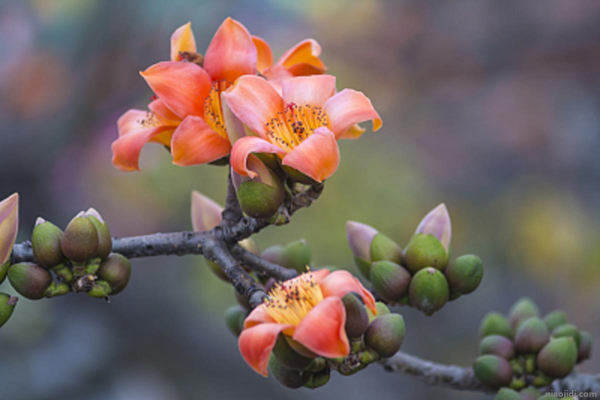 怒江适合养什么花市花和市树是什么