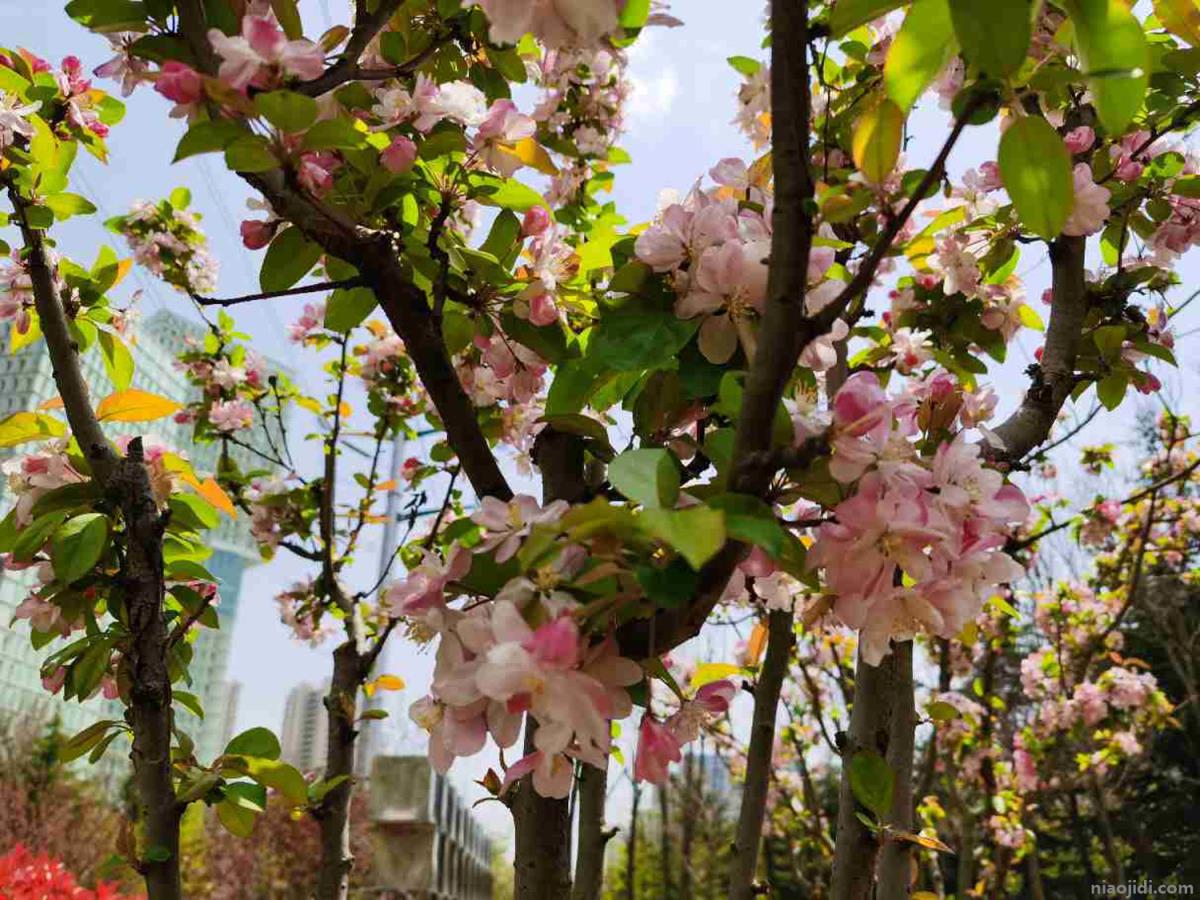 阳江适合养什么花市花和市树是什么