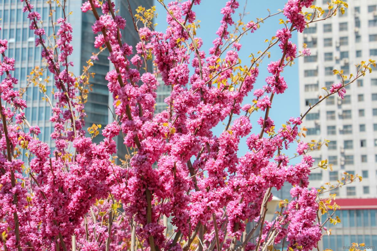 宁波适合养什么花，市花和市树是什么 余姚市花和市树