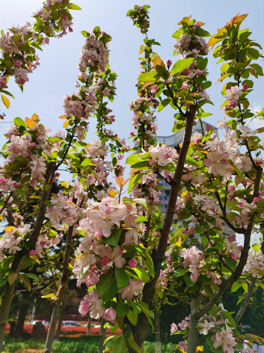 宝鸡适合养什么花,市花和市树是什么 宝鸡的市花和市树