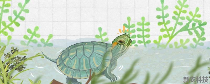 巴西龟为什么不能养 家庭养乌龟禁忌