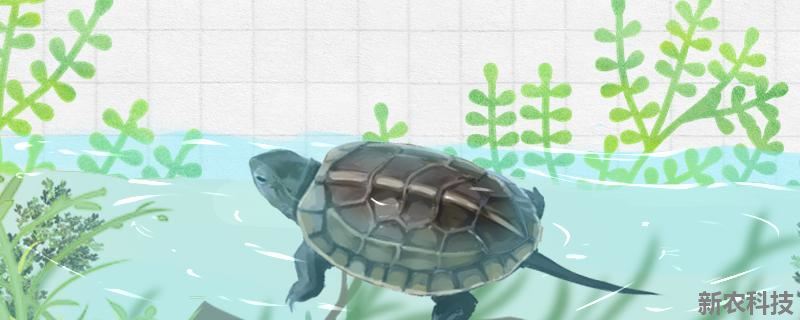 中华田园龟是水龟还是陆龟 中华草龟是水龟还是陆龟