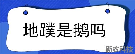 地蹼是鹅吗地蹼和鹅有什么区别