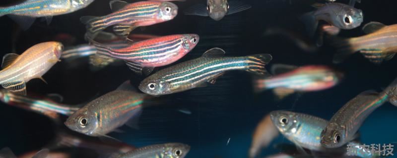 不同颜色斑马鱼能繁殖吗 彩色斑马鱼怎么繁殖