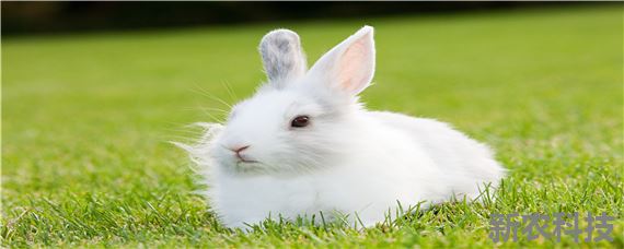 兔子怎么养殖技术 兔子饲养方法和技术
