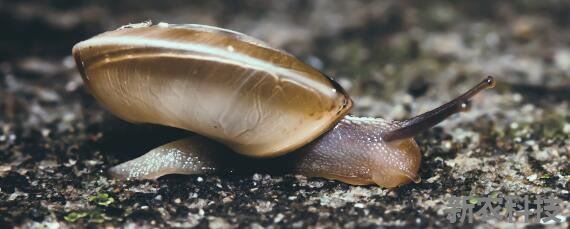 小蜗牛的饲养方法 小蜗牛怎么养呢