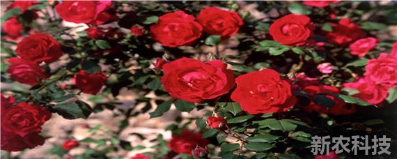 玫瑰花种植过程 玫瑰花种植方法