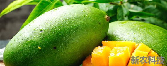 芒果树种植条件 芒果树盆栽的养殖方法