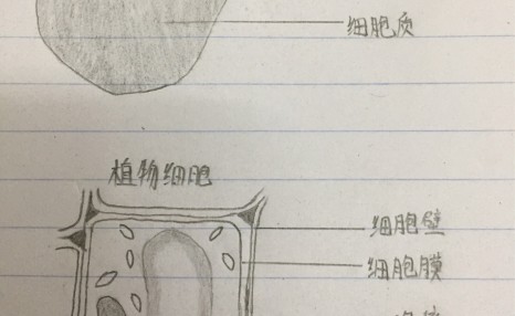 植物细胞比动物细胞多了什么结构 鸟基地博客