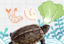 草龟吃什么蔬菜和水果（草龟吃什么蔬菜和水果要切吗）