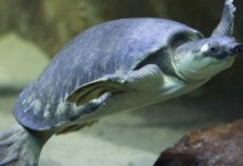 猪鼻龟是国家几级保护动物（猪鼻龟被列入国家二级动物了么）
