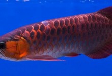 红龙鱼水温多少发色最好（30公分红龙鱼正常发色）