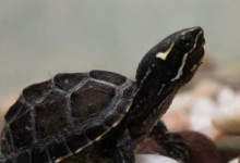 麝香龟和巴西龟可以养在一起吗（麝香龟能和什么龟混养）
