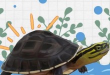 安布闭壳龟吃什么水果蔬菜（安布闭壳龟饲养环境）