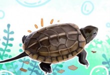 草龟怎么晒太阳是在水里还是拿出来（乌龟晒太阳晒多久要有水