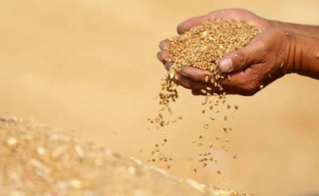 七国集团呼吁俄允许乌克兰粮食出口 印度宣布立即禁止小麦出口